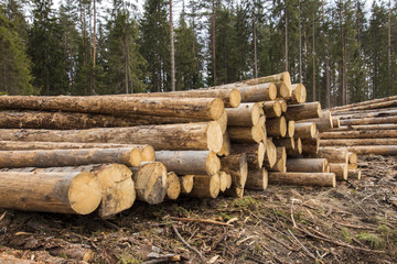 Суд взыскал с компании свыше 1,2 млн за незаконные вырубки леса в Карелии