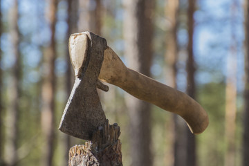 Жителя Костомукши заподозрили в незаконной рубке сухостойной сосны