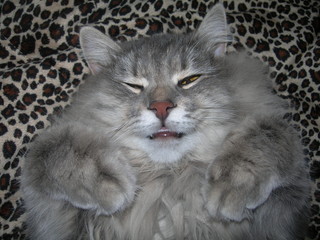 Карельские ветеринары рассказали, как помочь питомцам в жару