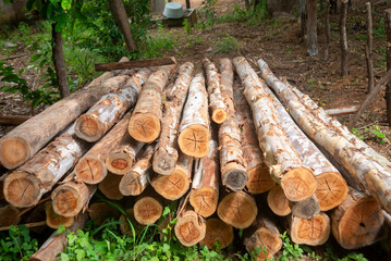 Карелия лидирует в борьбе с незаконными вырубками леса