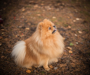 Питомец в ветклинике: подросток на велосипеде наехал на шпица в Петрозаводске