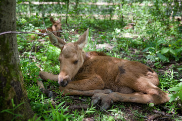 Маленький лосенок выбегает перед мостом в Сегежском округе