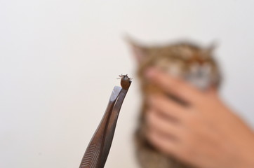 Клещи продолжают атаковать жителей Карелии