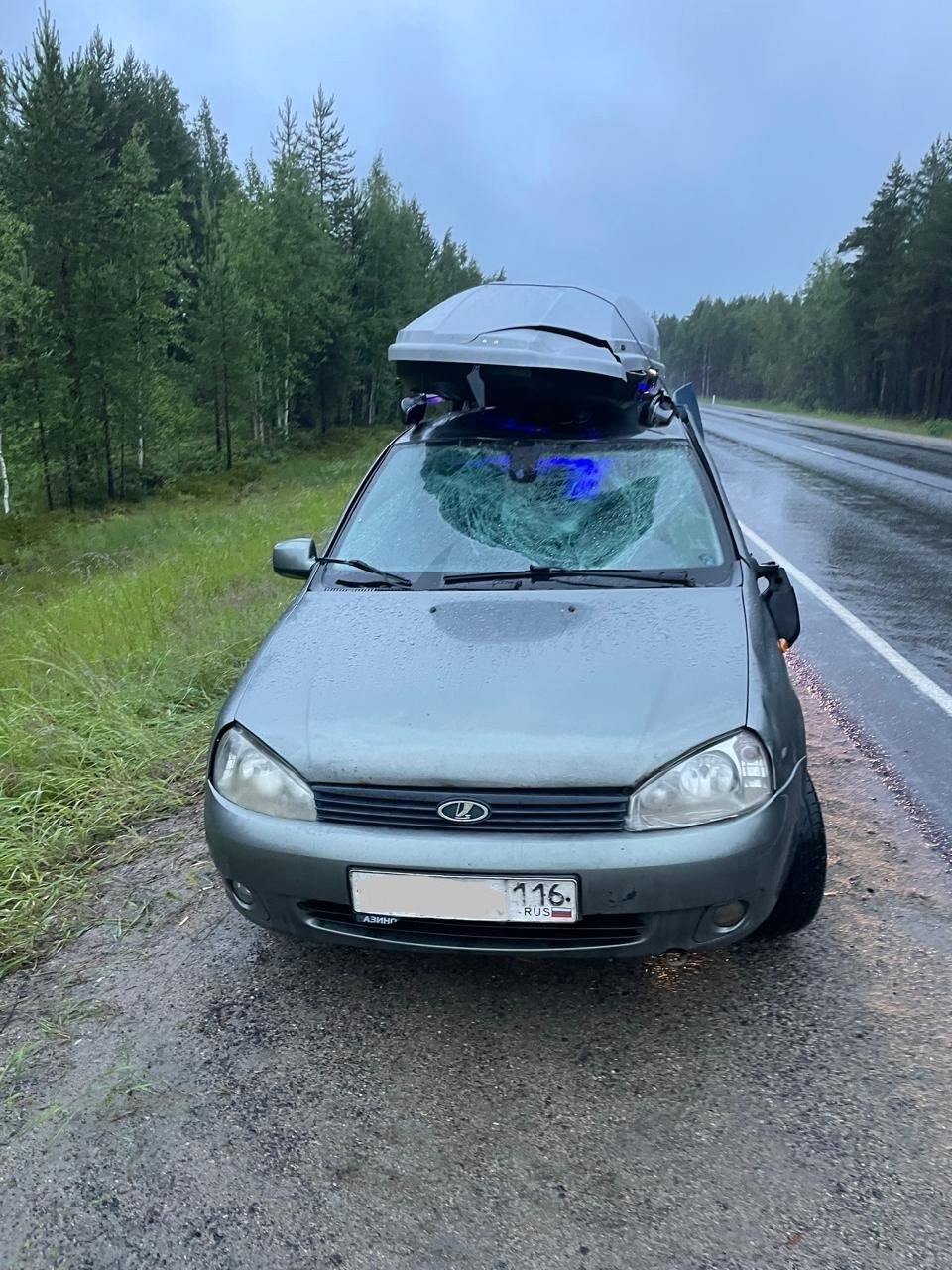 Водитель легковушки насмерть сбил лося на севере Карелии