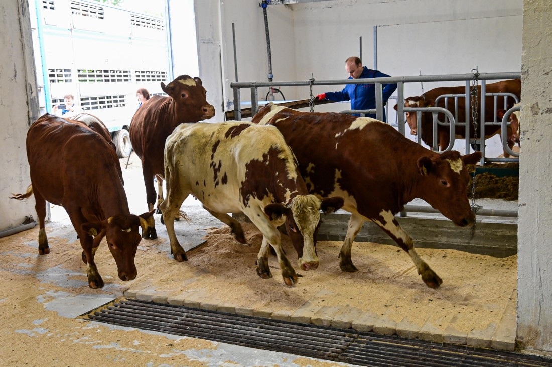 Ферму в Карелии перестраивают для комфортного содержания скота