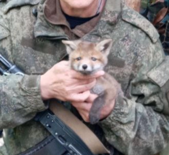 Боец из Карелии поделился историей о спасении лисенка