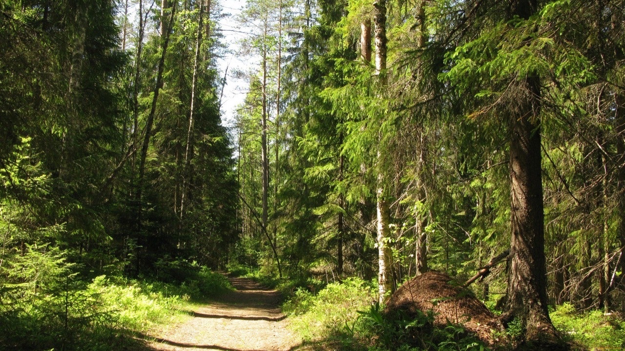 Спасатели нашли заблудившегося в воскресенье у трассы «Фонтаны» мужчину