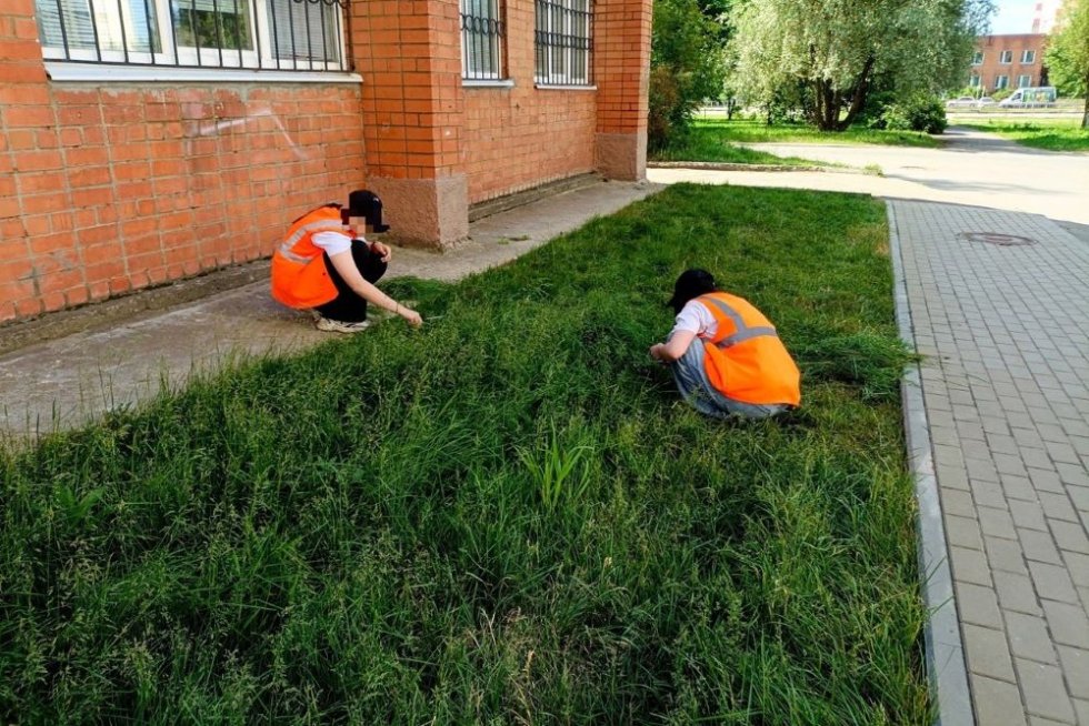 Школьниц заставили стричь газон ножницами