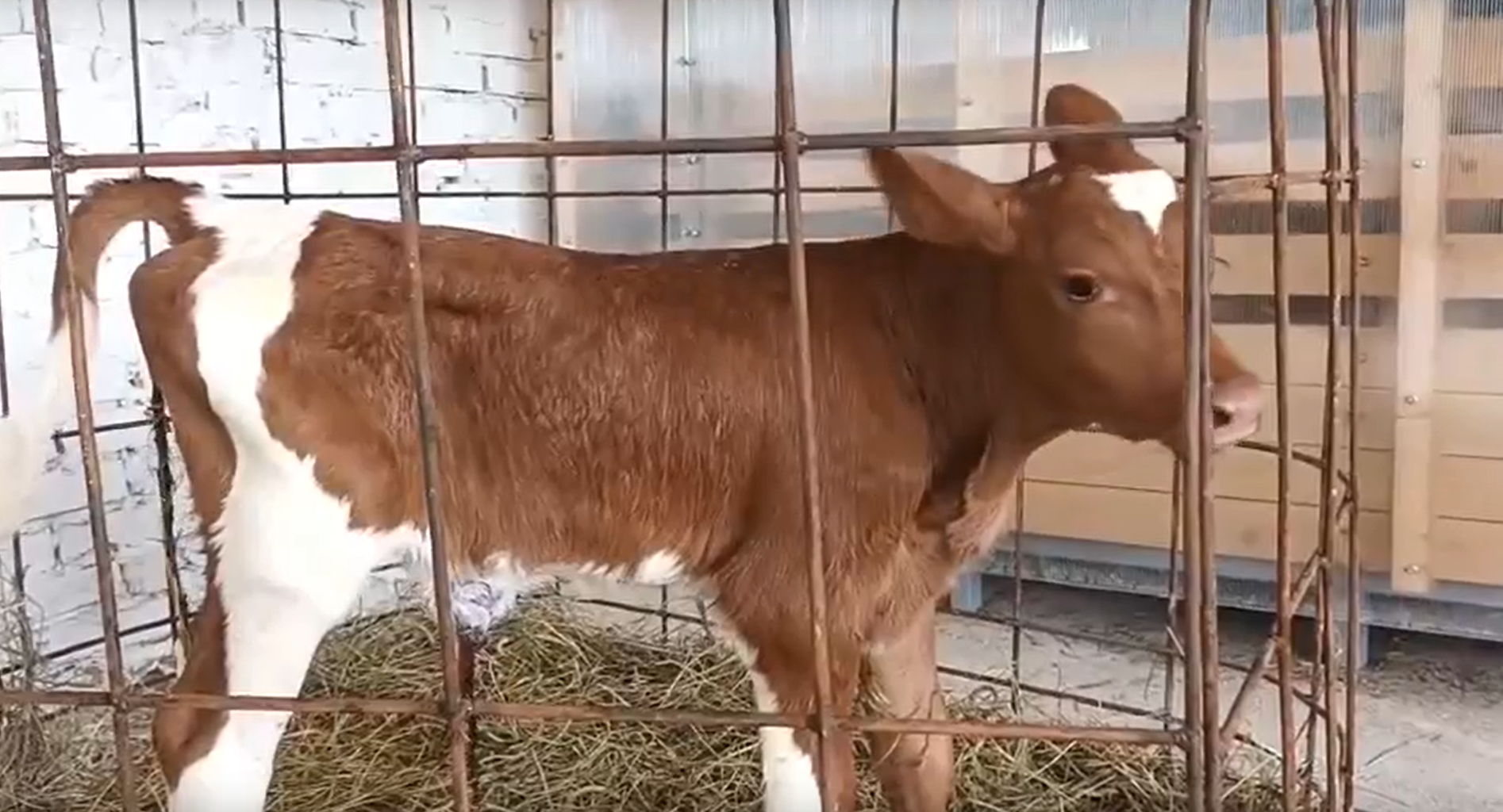 Первый теленок родился в обновленной ферме Эссойлы