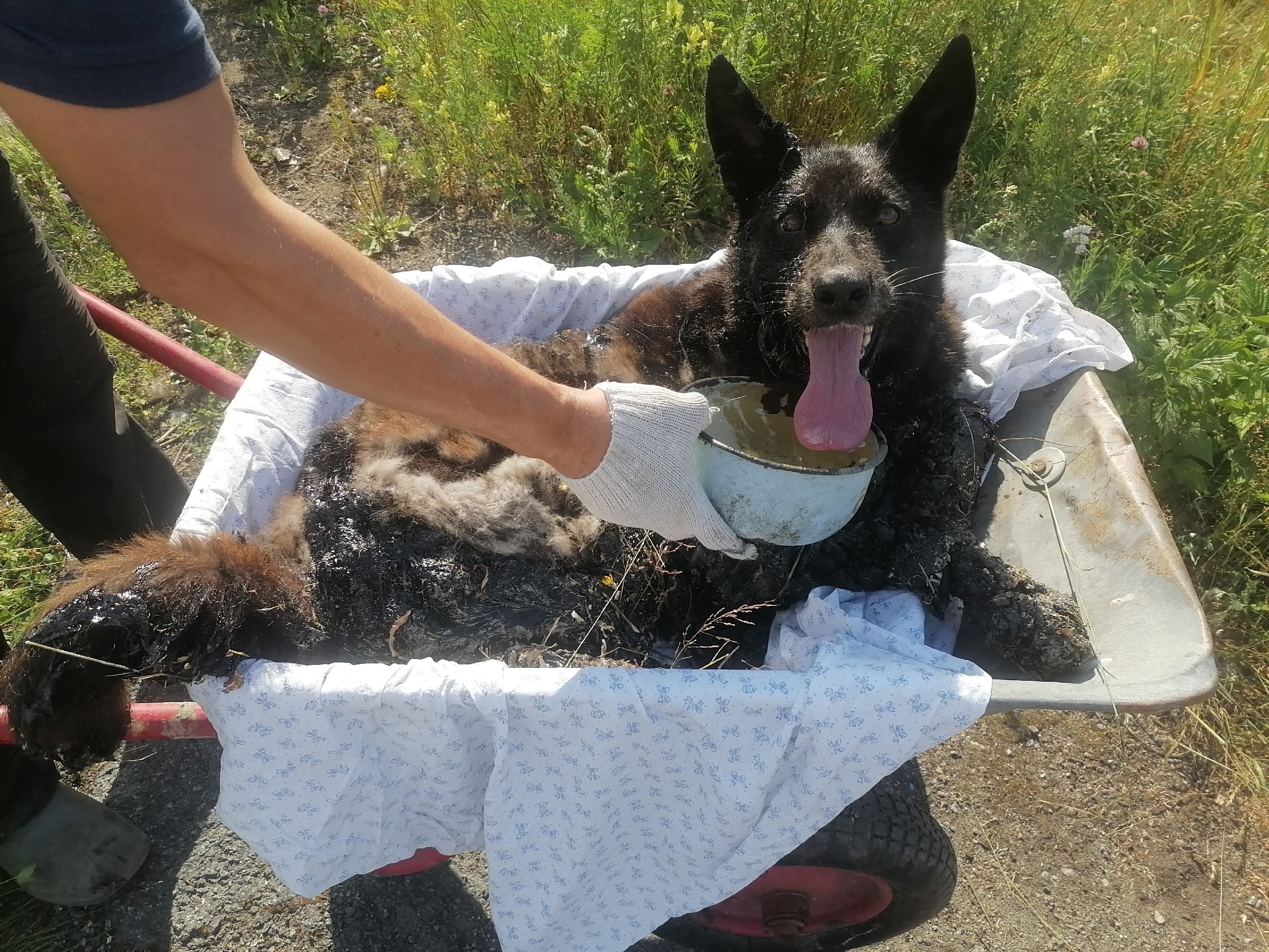Животные тонут в битуме из-за халатности лесозаготовителей Суоярви