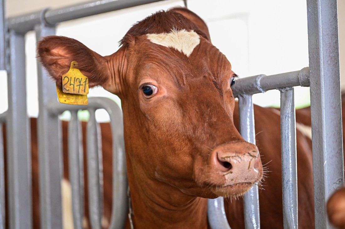 Вторую партию коров айрширской породы завезли в совхоз «Эссойла»