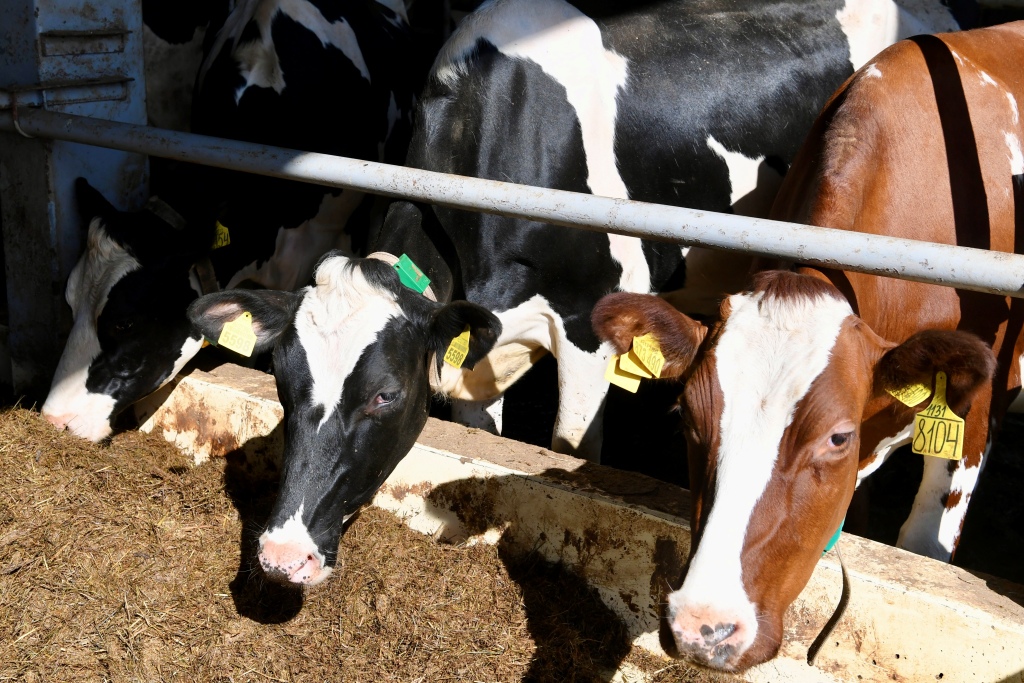 Новое молочное хозяйство в поселке Ладва на четверть опережает выполнение плана