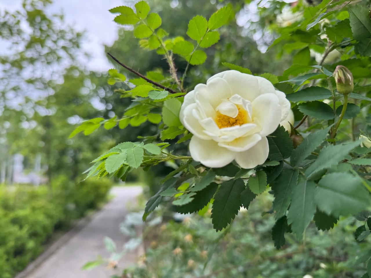 Теплую погоду спрогнозировали к выходным в Карелии