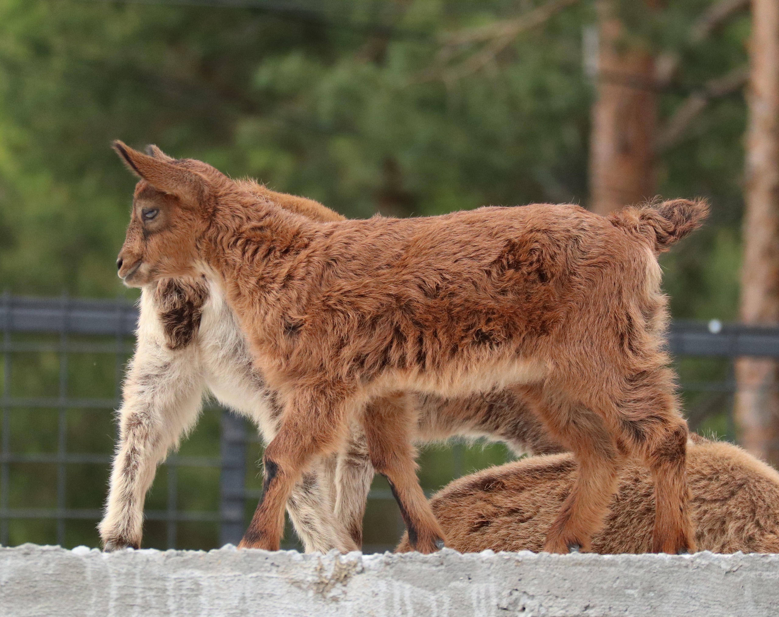 В Карельском зоопарке можно увидеть животных, которые ночуют на стенах