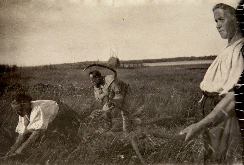 В сети рассказали, как в карельских пословицах сохранился дух коллективного труда