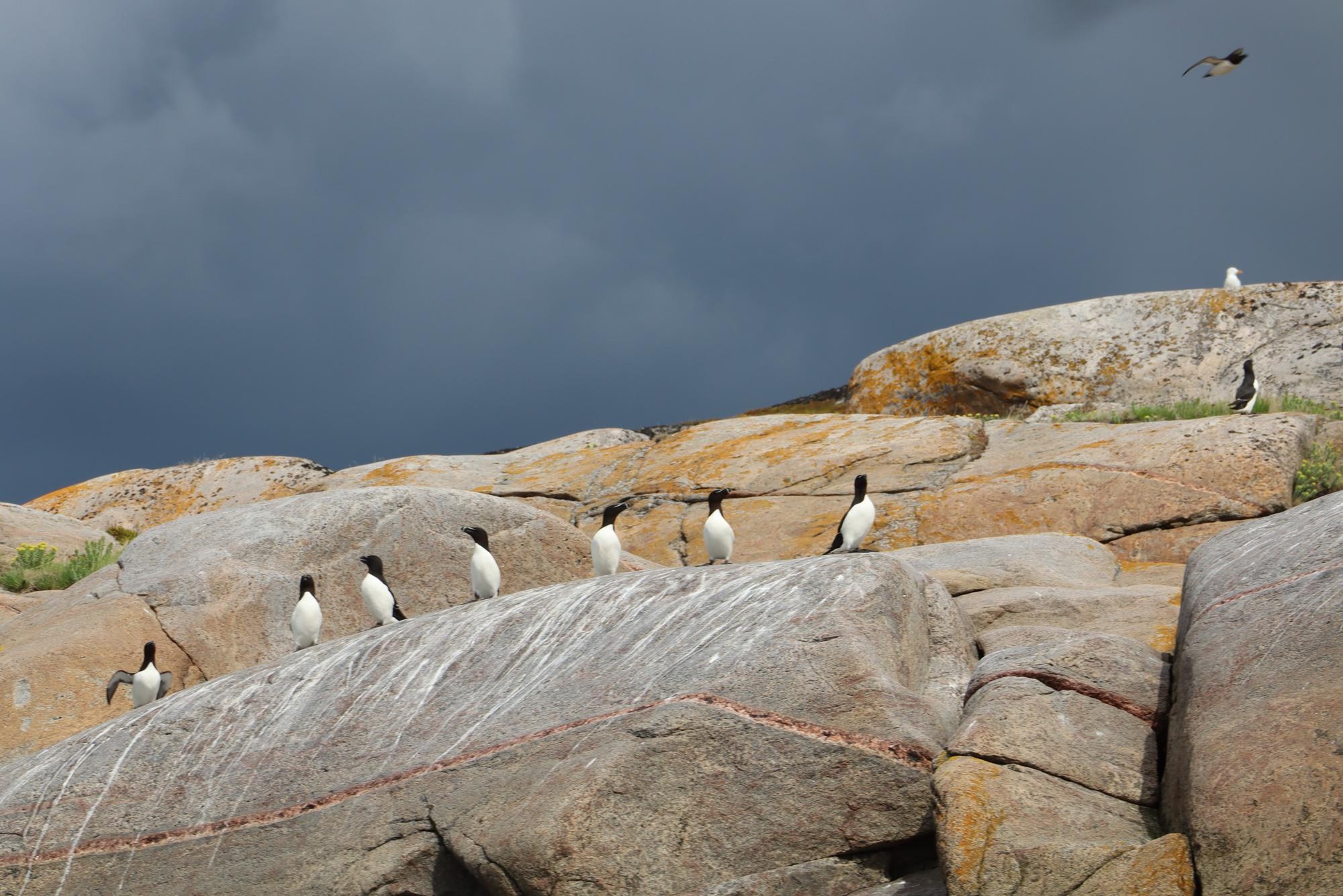 «Местные пингвины» устроили совещание на скалах вдоль Белого моря