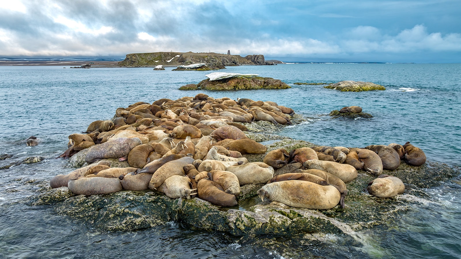 Карельский фотограф снял лежку моржей на Новой Земле