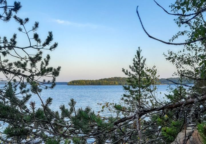 Карельские ученые подтвердили успех вселения судака