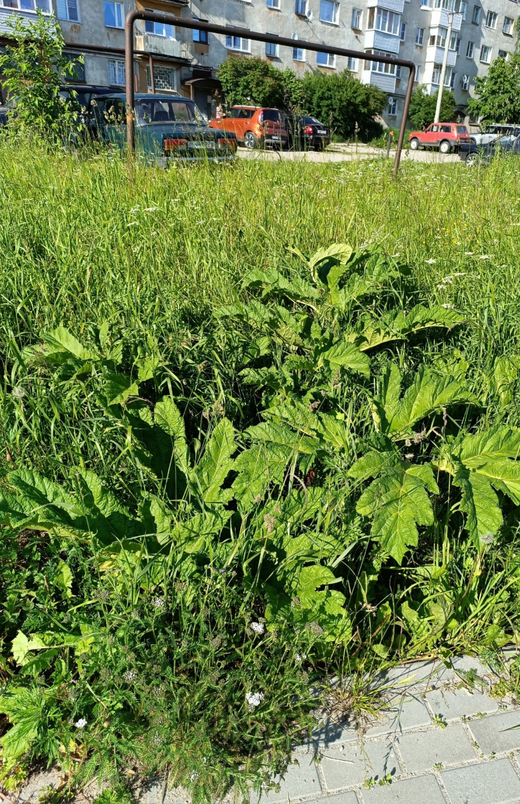 Ядовитое растение обнаружили рядом с детской поликлиникой в Сегеже