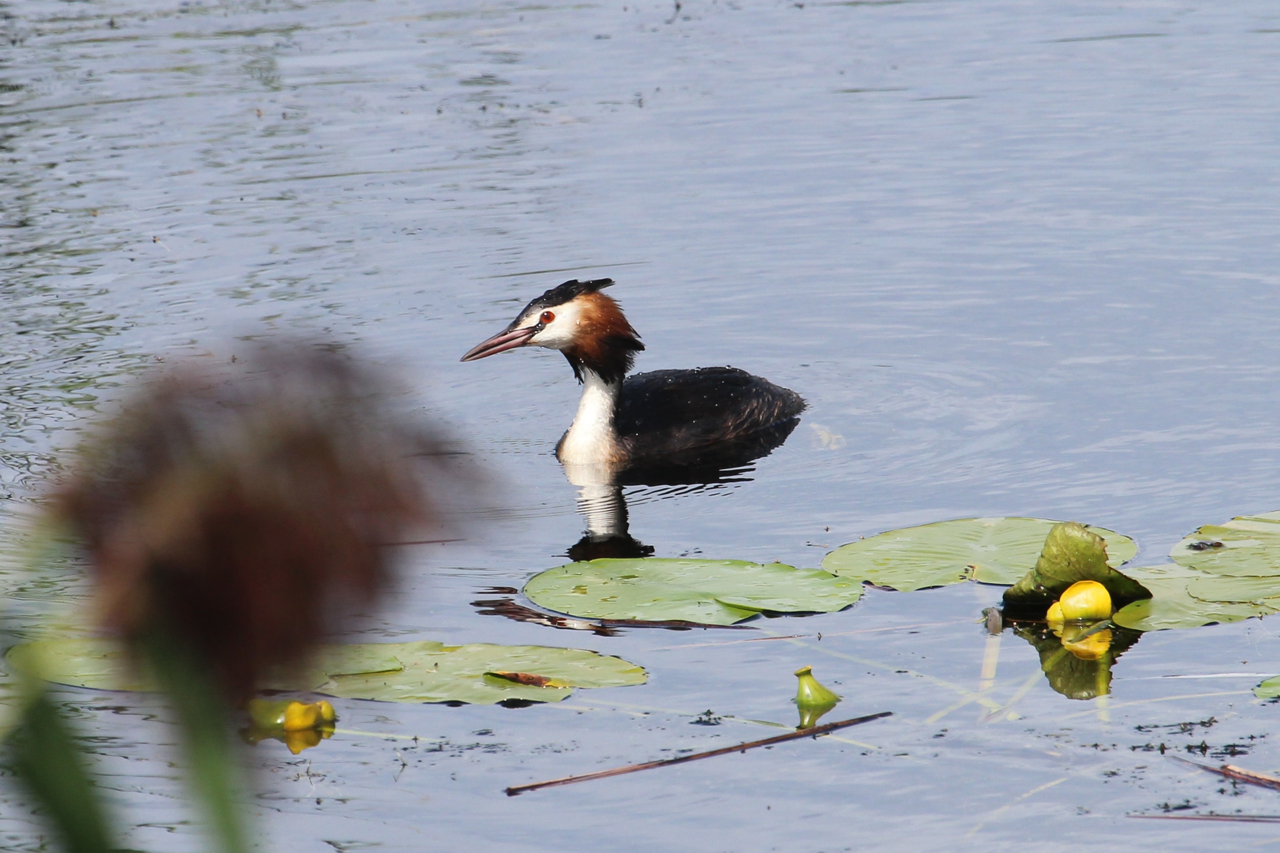 В Нижне-Свирском заповеднике рассказали о странной диете чомг