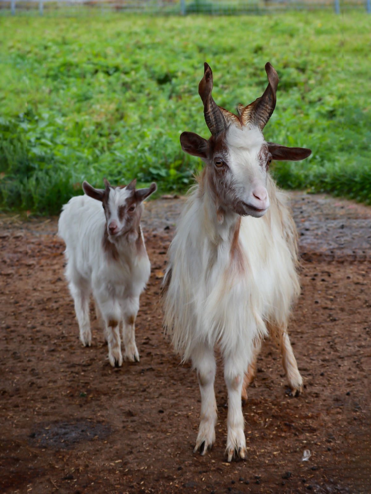 В Карельском зоопарке можно увидеть редких коз с Сицилии