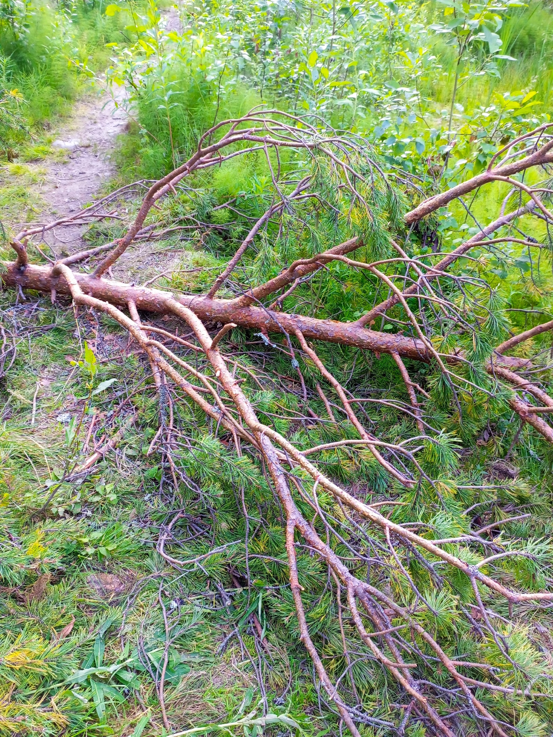 Жителей Древлянки ужаснули спонтанные вырубки леса у новой дороги