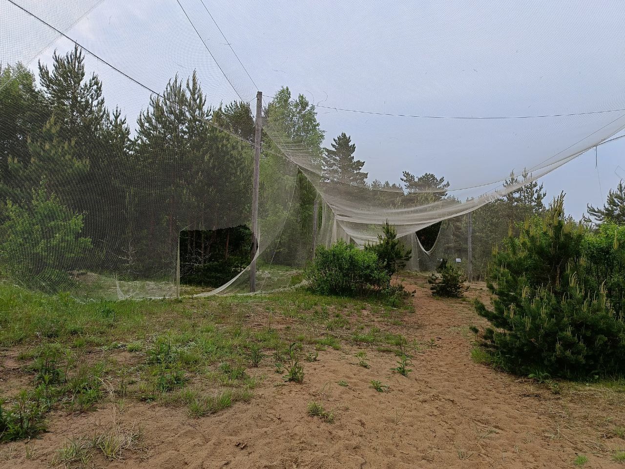 Медведь порвал ловушку орнитологов на Ладожской станции