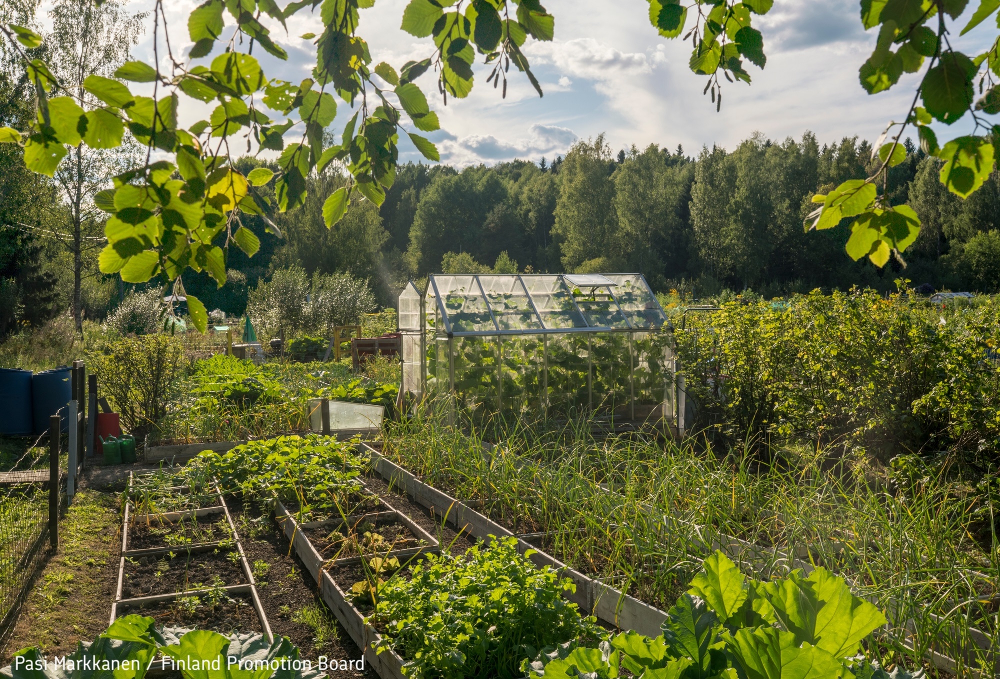 В Финляндии жители могут арендовать городские грядки