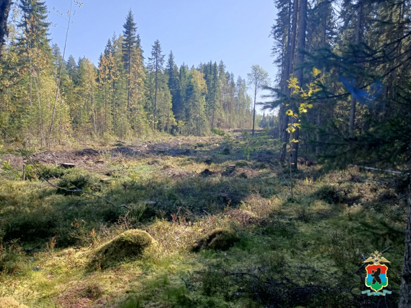 В Карелии раскрыли коррупционную схему, которую провернула сотрудница лесничества с сообщниками