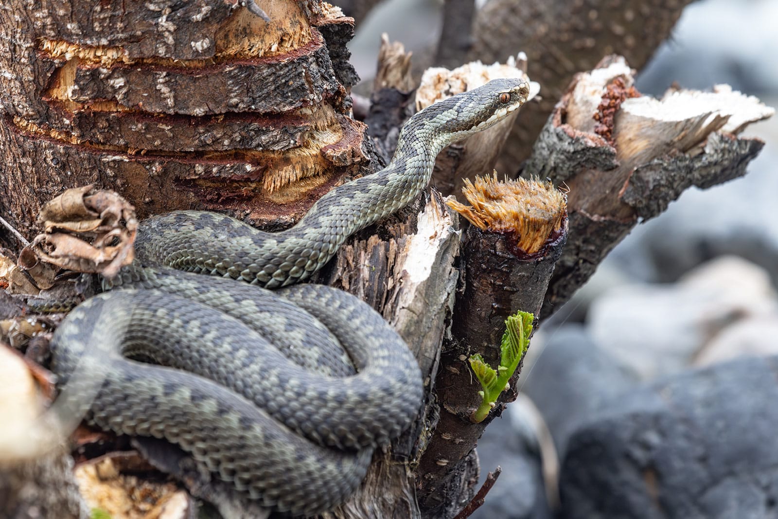 13 гадюк на 50 «квадратов»: количество ядовитых змей увеличилось в Ленобласти