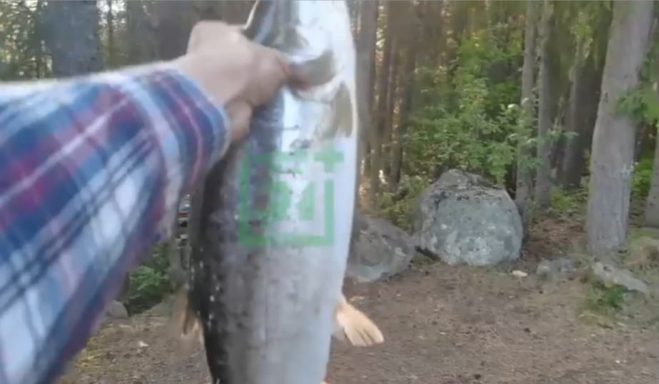 Горбушевый бум: о ситуации с рыбой в Мурманской области рассказали рыбаки