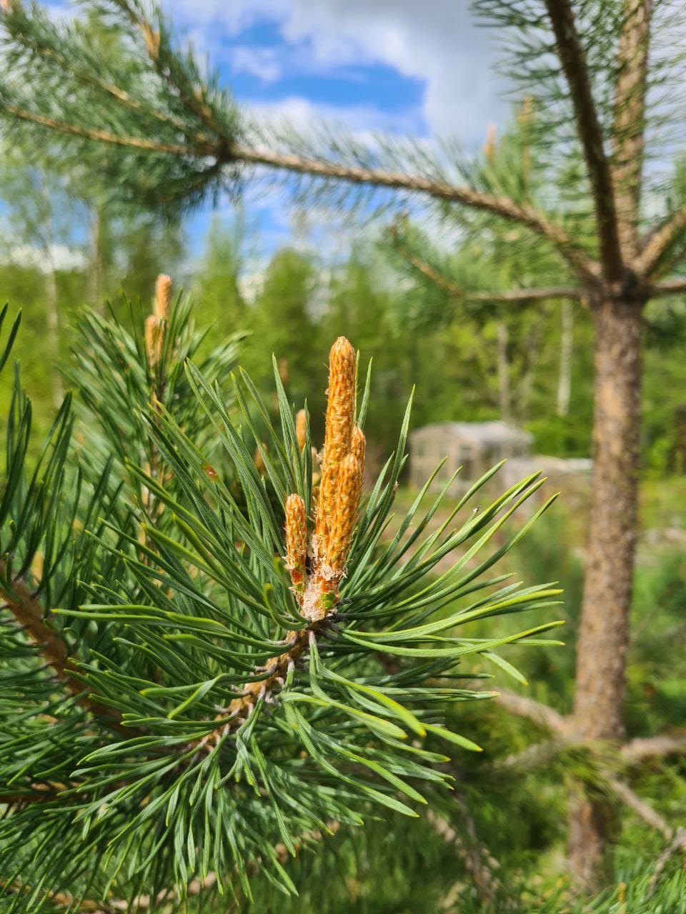 В Минприроды напомнили правила посещения лесов в пожароопасный сезон