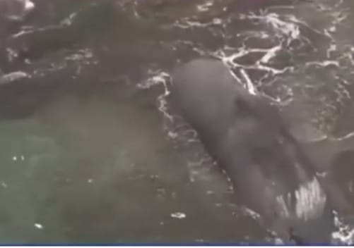 В результате цунами в Японии выбросило на берег несколько китов