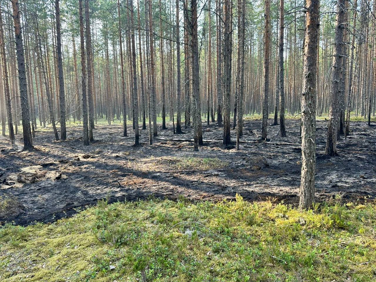 Режим чрезвычайной ситуации ввели в Лоухском районе
