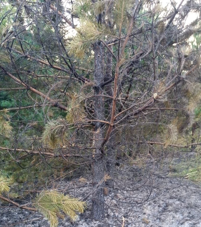 Местное население спасло лес от возгорания близ деревни Сямозеро