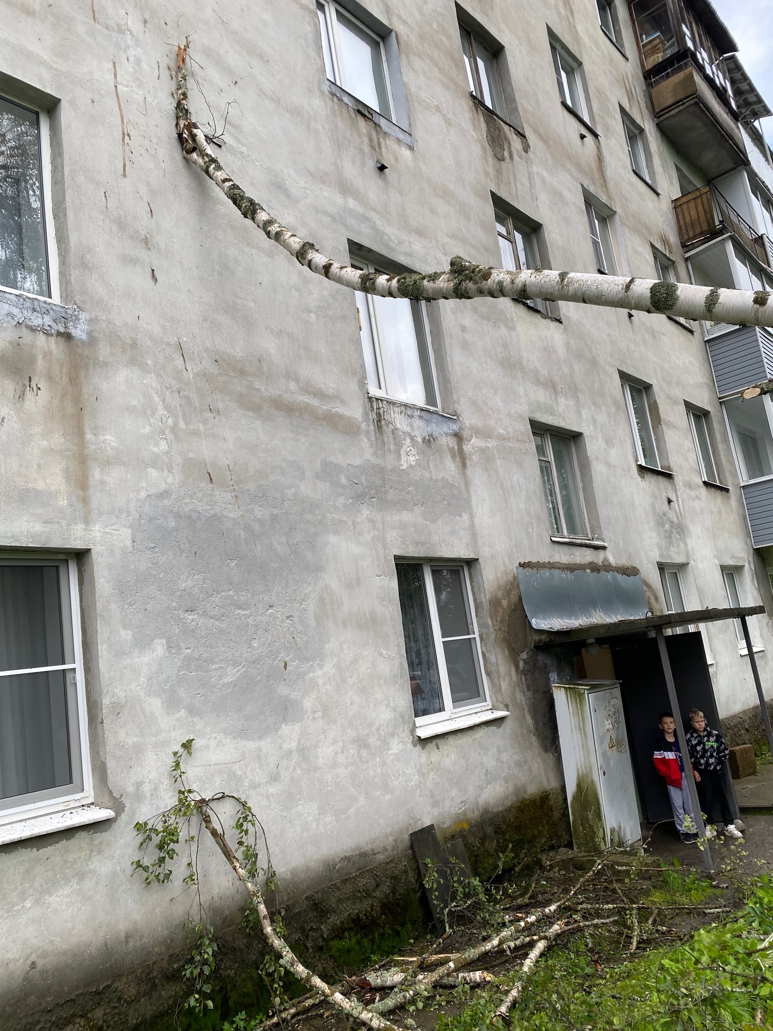 Береза обрушилась на жилой дом в Лахденпохье