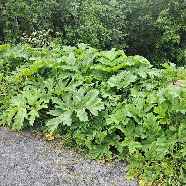 Заросли ядовитого растения напугали жителей Петрозаводска