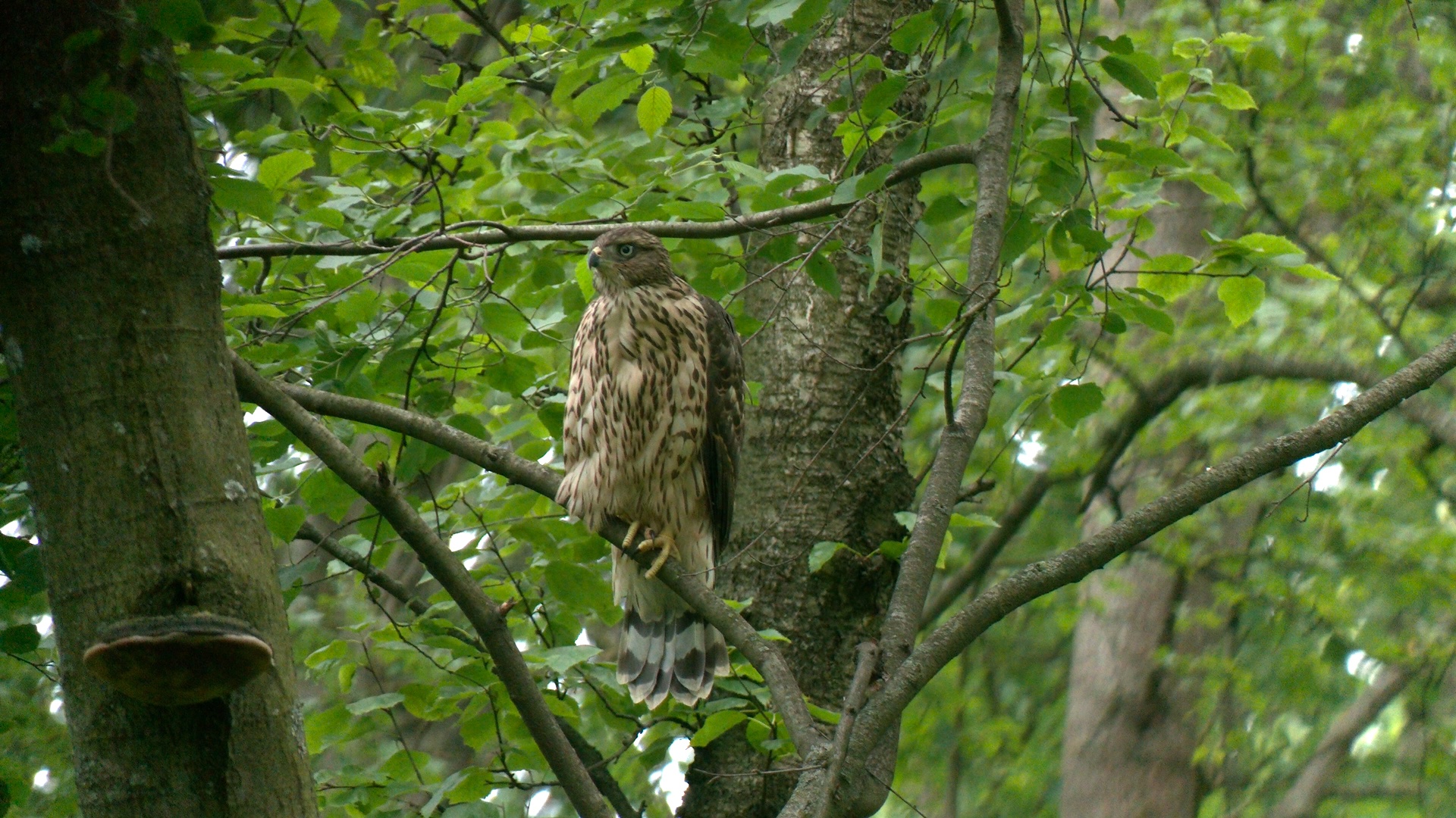 В мегаполисе подросли птенцы редкого хищника