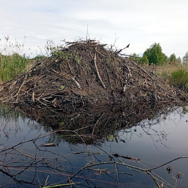 Жители Карелии обнаружили бобровую крепость в заказнике