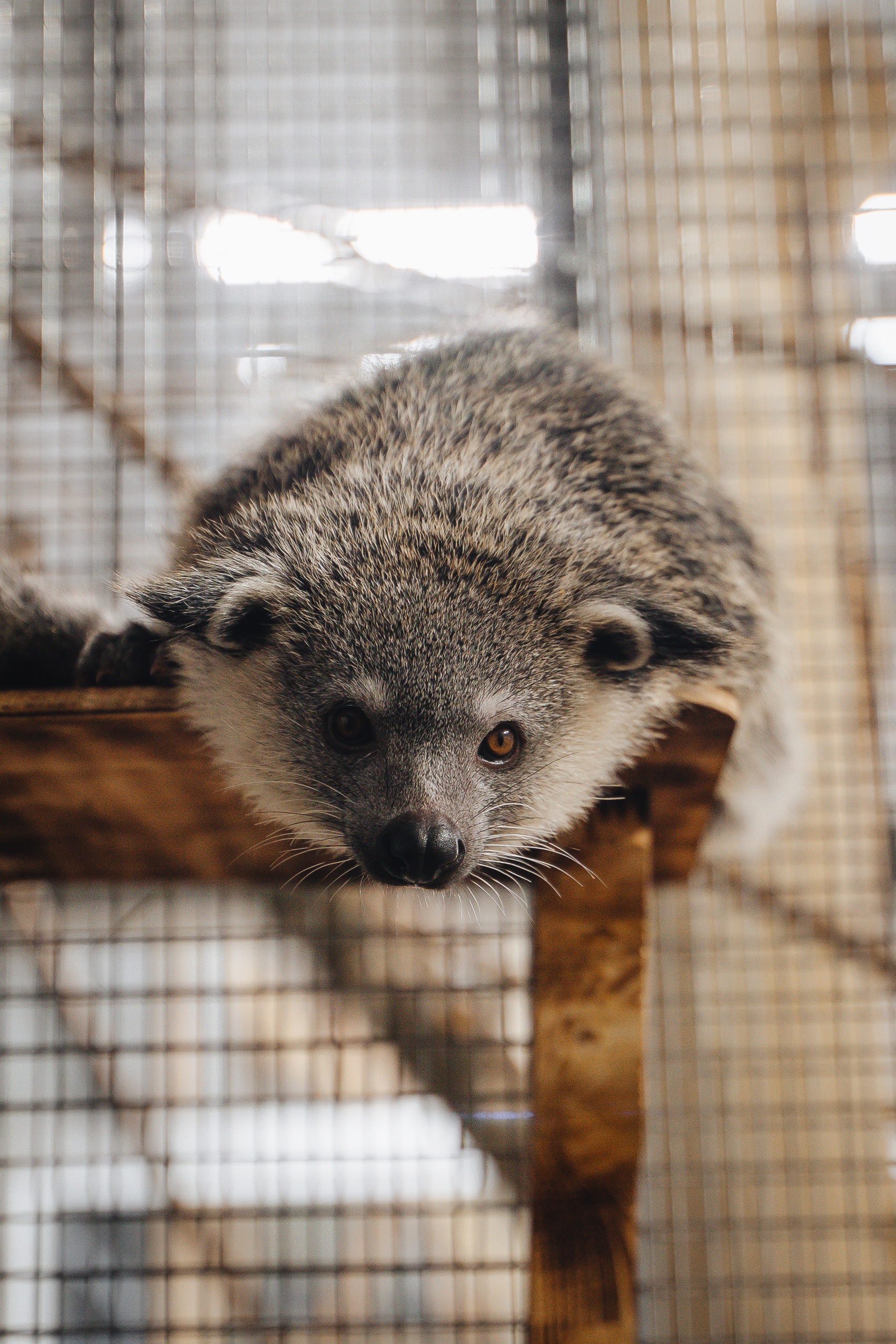 «Кошачий медведь» живет в Карельском зоопарке