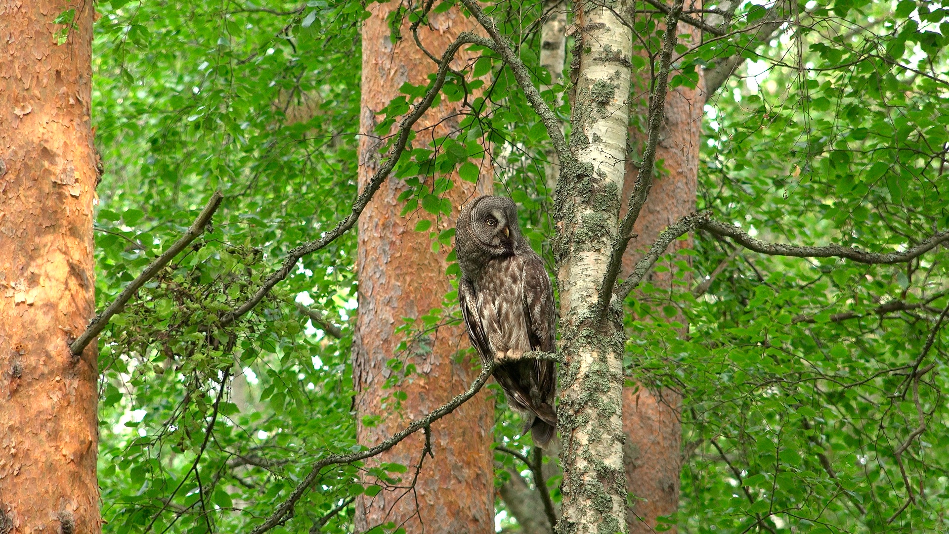 Узнали, как совы с черными бородами выращивают птенцов