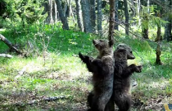 Медведи устроили танцевальный чёс у сосны в лесу