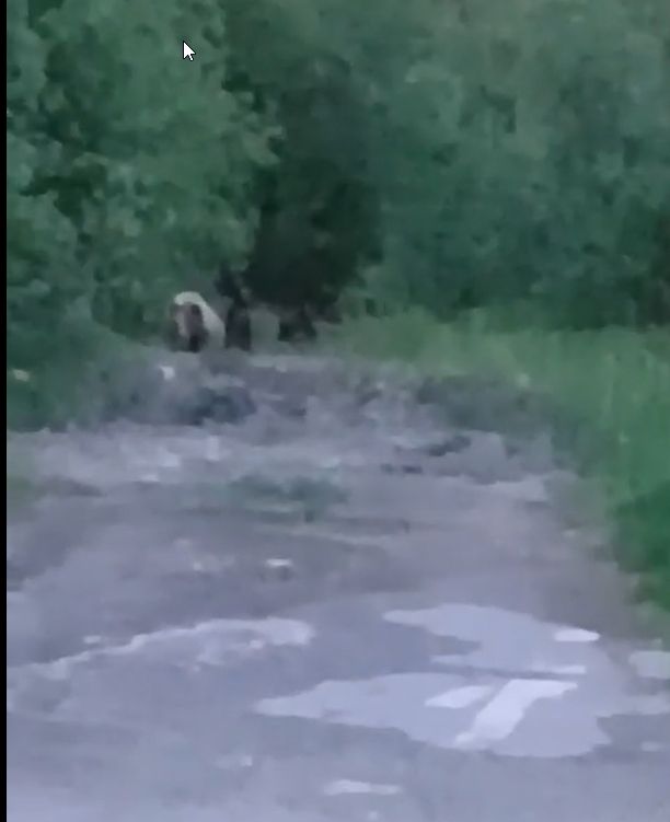 Медведицу с добычей в зубах заметили в одном из районов Карелии