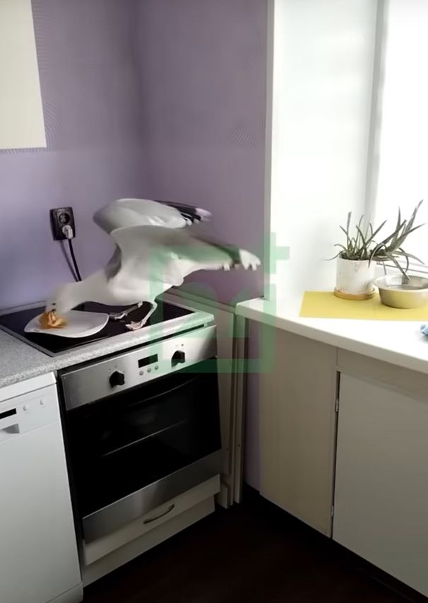 Чайка мгновенно склевала еду с тарелки, влетев в высотку по соседству с Карелией