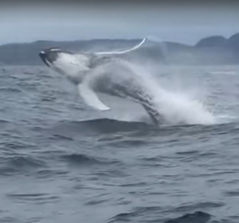 Морской монстр выпрыгнул из глубин севернее Карелии