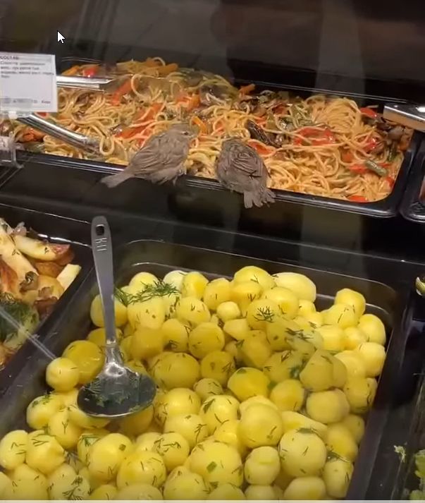 Где обедал воробей: роскошную кормушку облюбовали пернатые в одном из гипермаркетов