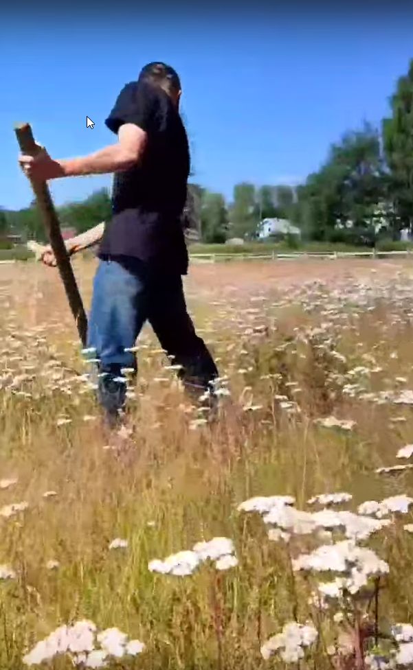 Школьник показал похожий на пастбище заросший стадион с останками спортинвентаря в одном из городов Карелии