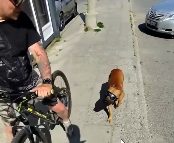 Крутой спортивный пёс тренировался в крупном районе Петрозаводска