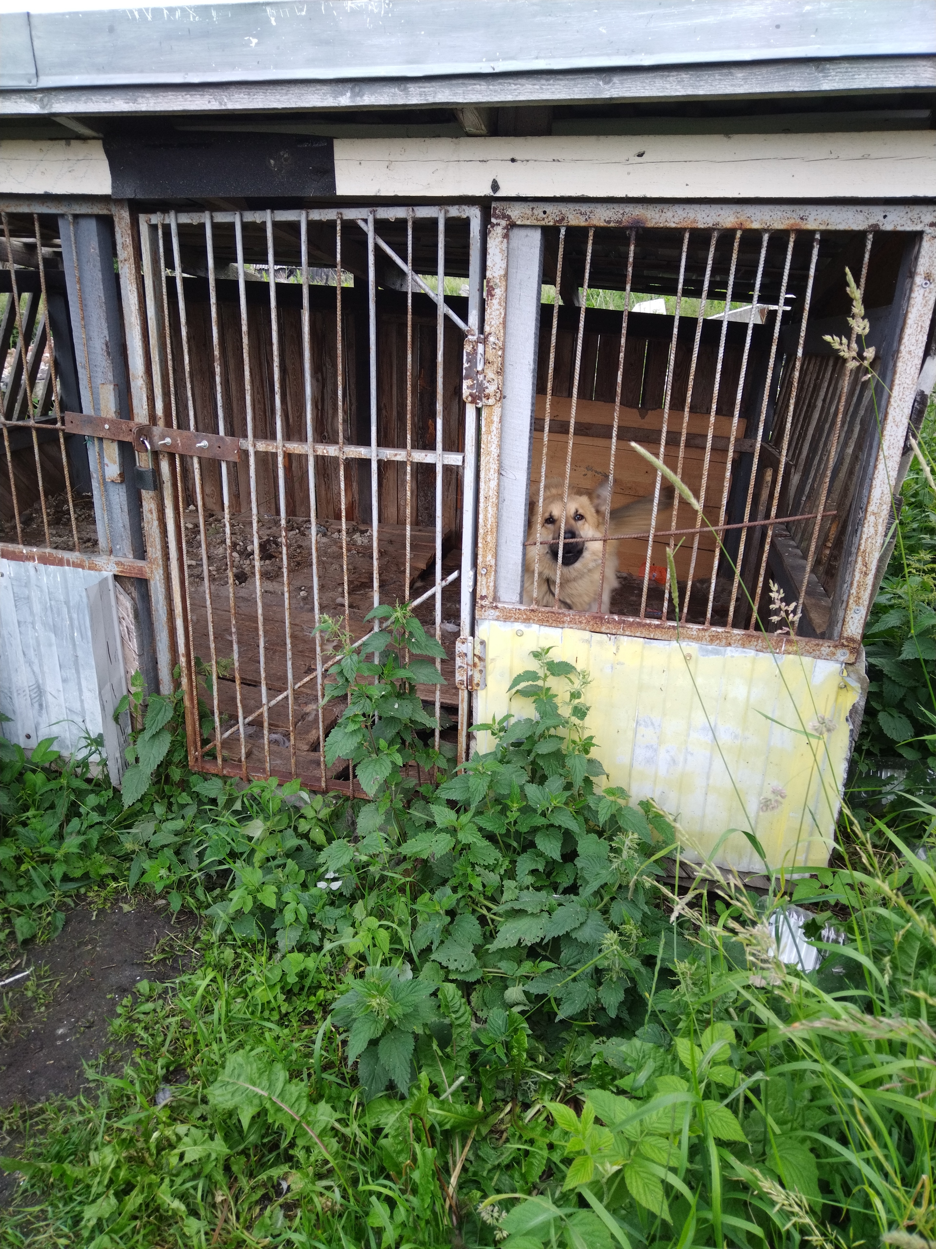 В Олонце рассказали о собаках, живущих в ужасающих условиях