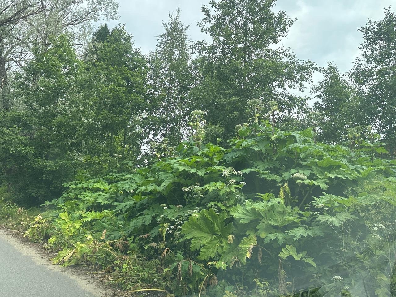 Ожоги, слепота, критическое состояние: фельдшер Петрозаводска рассказала, как избежать страшных последствий встречи с борщевиком